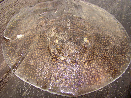 Longtail river stingray (Plesiotrygon iwamae) — Potamotrygonidae