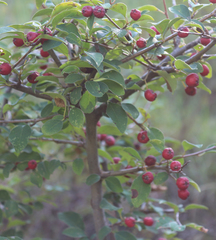 Cotoneaster meyeri