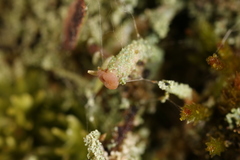 Cladonia beaumontii