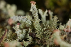 Cladonia beaumontii