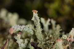 Cladonia beaumontii
