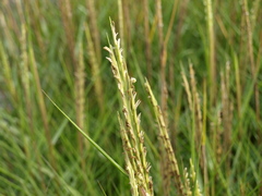 Sporobolus anglicus