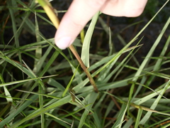Sporobolus anglicus