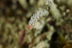 Cladonia beaumontii