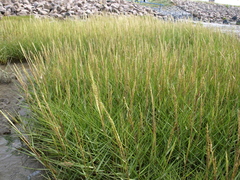 Sporobolus anglicus
