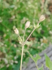Stellaria ovata