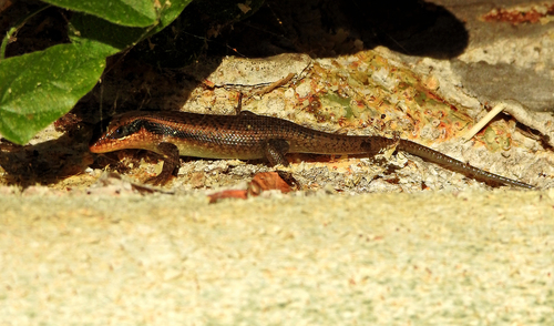 Wahlberg’s Striped Skink