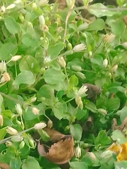Stellaria ovata