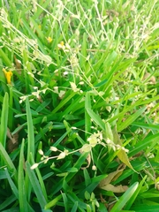 Stellaria ovata