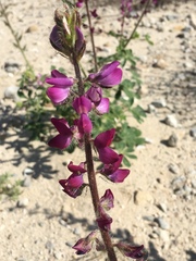 Lupinus hirsutissimus