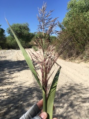 Arundo donax