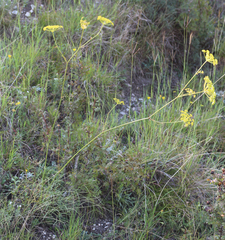 Peucedanum ruthenicum