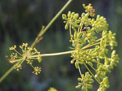 Peucedanum ruthenicum
