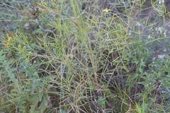 Peucedanum ruthenicum