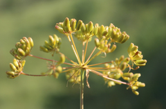 Peucedanum ruthenicum