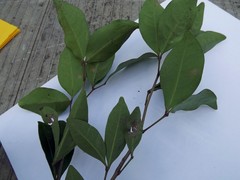 Rhysotoechia bifoliolata