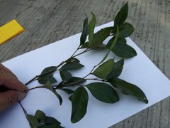 Rhysotoechia bifoliolata