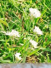Nothoscordum gracile