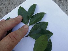 Rhysotoechia bifoliolata