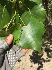 Populus fremontii fremontii