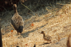 Nothoprocta perdicaria