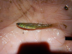 Etheostoma gracile