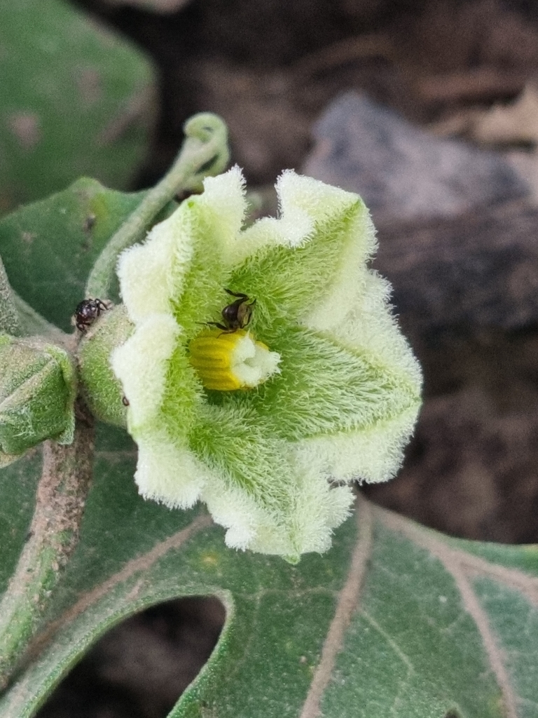 melonleaf
