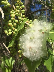 Populus fremontii fremontii
