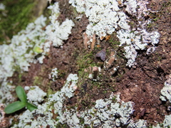 Microcausta flavipunctalis