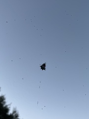 Gasteracantha cancriformis