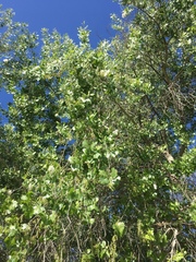 Populus fremontii fremontii