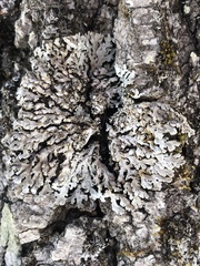 Physconia grumosa