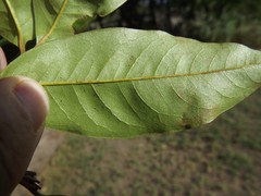 Mischocarpus australis