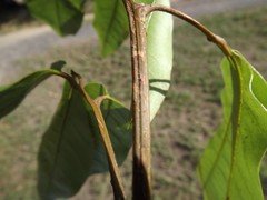 Mischocarpus australis