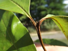 Mischocarpus australis