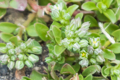 Polycarpon tetraphyllum tetraphyllum