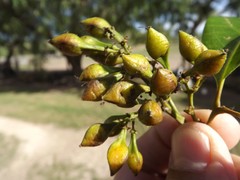 Mischocarpus australis