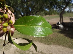 Mischocarpus australis