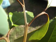 Mischocarpus australis