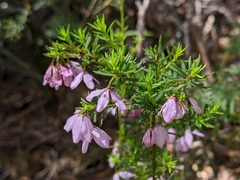 Tetratheca pilosa