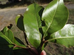 Mischocarpus australis