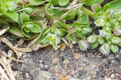 Polycarpon tetraphyllum tetraphyllum