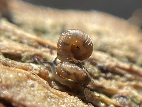 Pinhead Spot Snail, Jeep Trail, Newport Beach, CA, US, photo 6 of 10