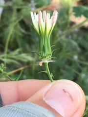 Rafinesquia californica