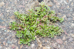 Polycarpon tetraphyllum tetraphyllum