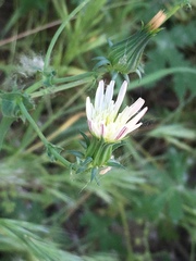 Rafinesquia californica