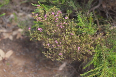 Kunzea affinis