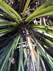 Fascicularia bicolor bicolor