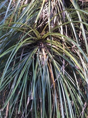 Fascicularia bicolor bicolor