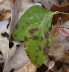 Pseudocercospora smilacicola